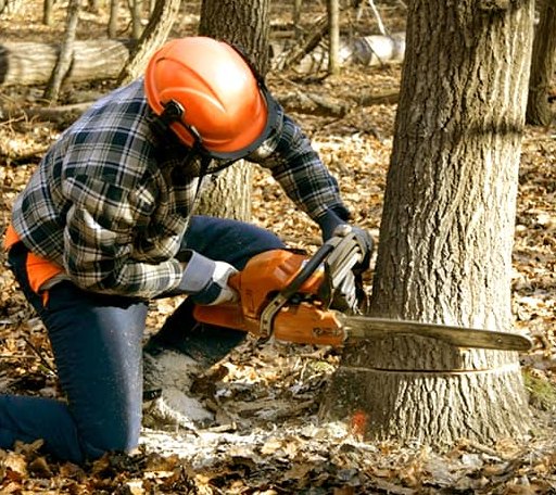 Tree Removal in Millican, TX